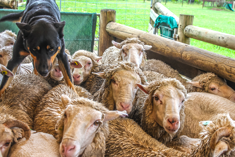 Sheep and sheepdog in a pen