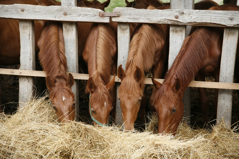 Horses eating hay