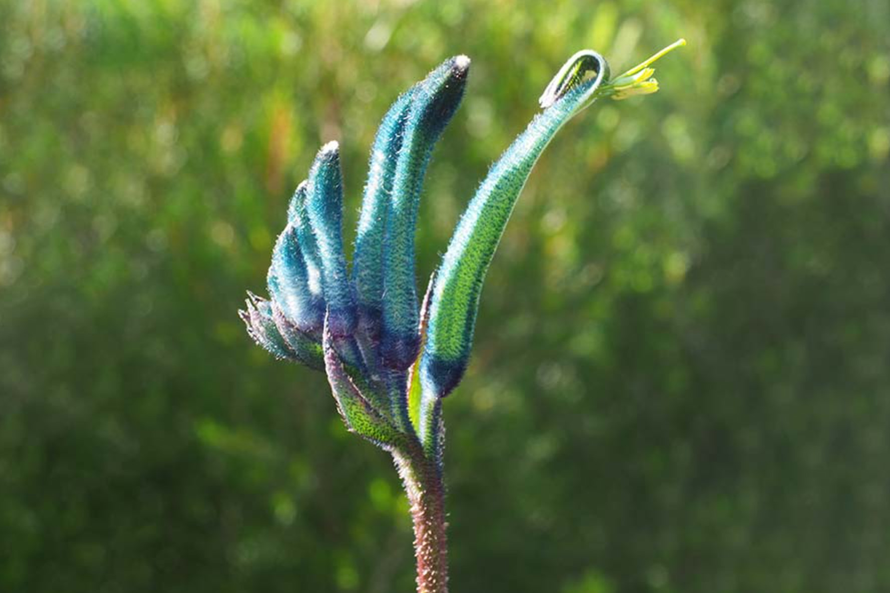 Blue Kangaroo Paw