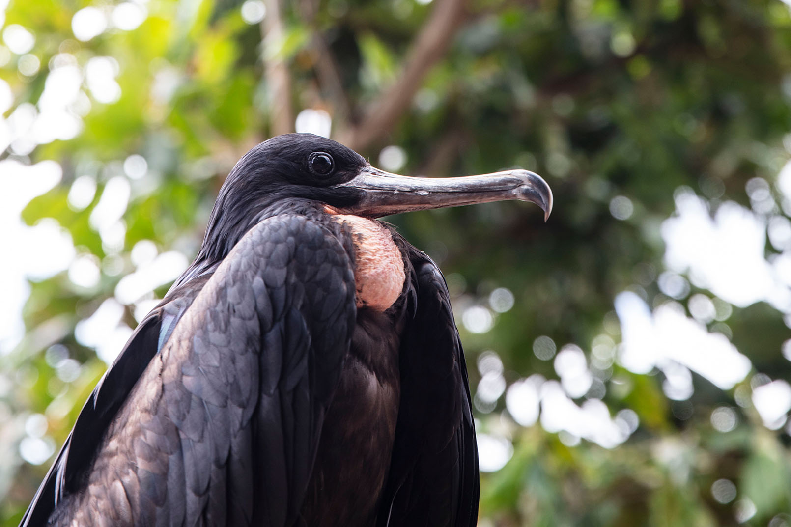 Christmas Island bird