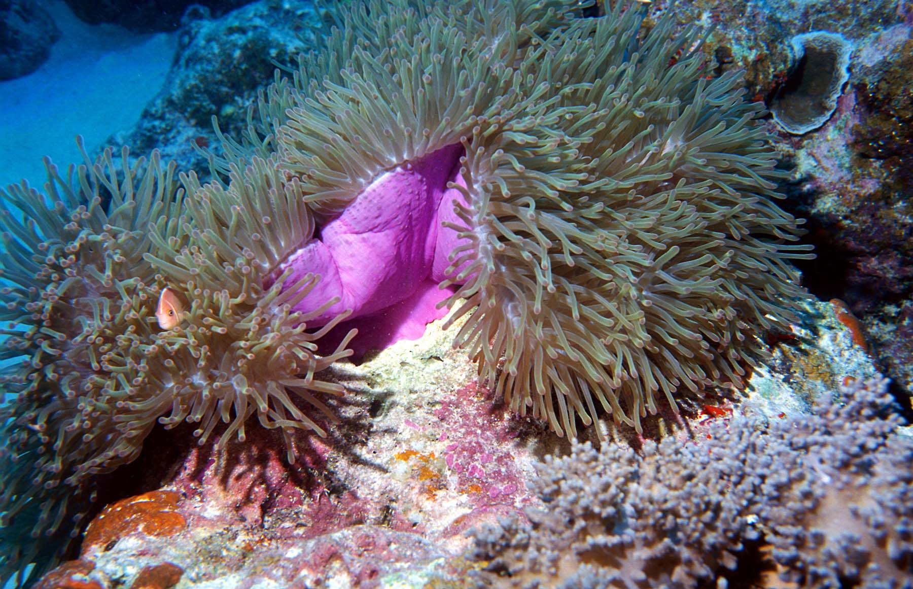 Gigantic sea anemone Photo Robert Thorn