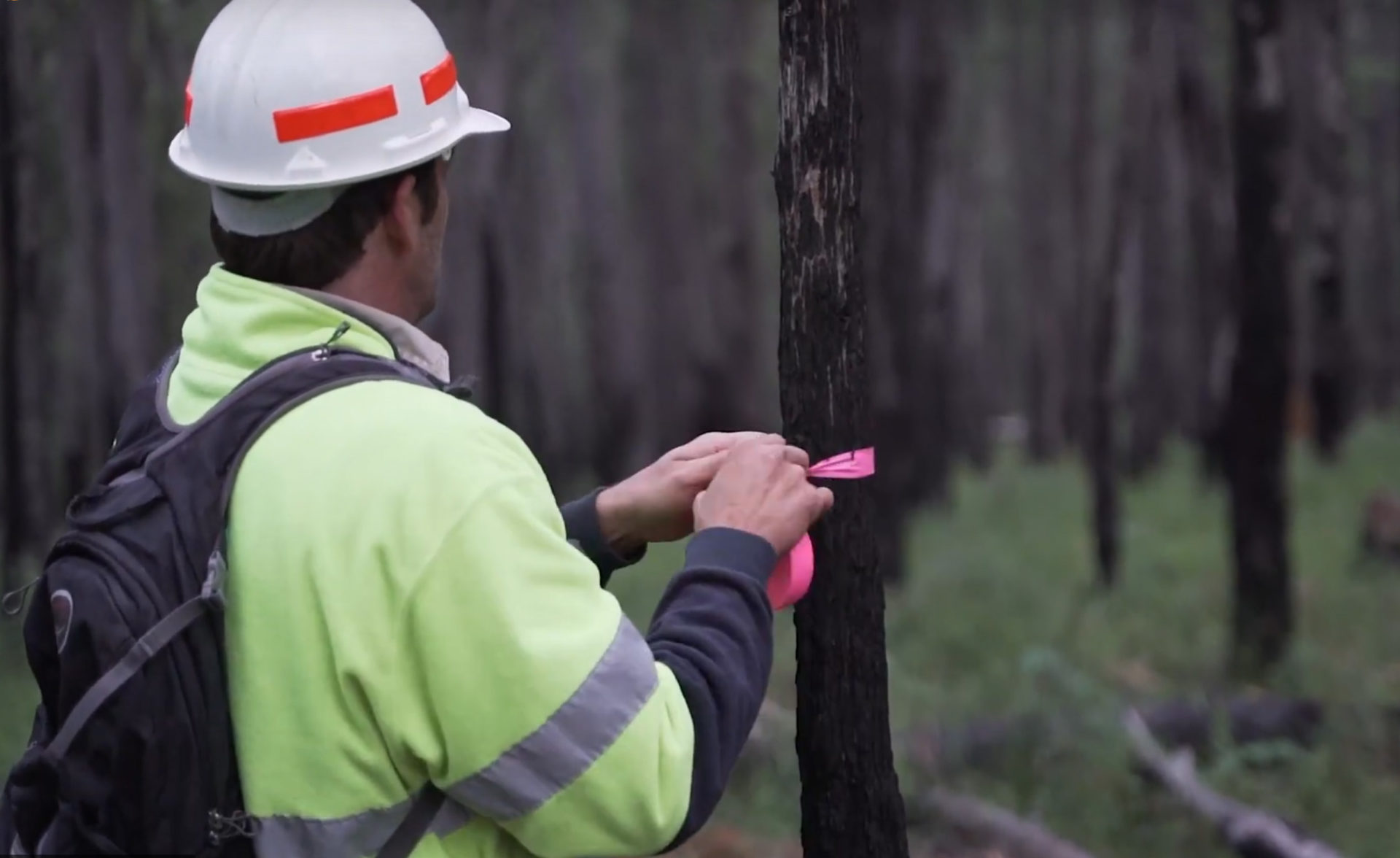 VicForestsScreenshot