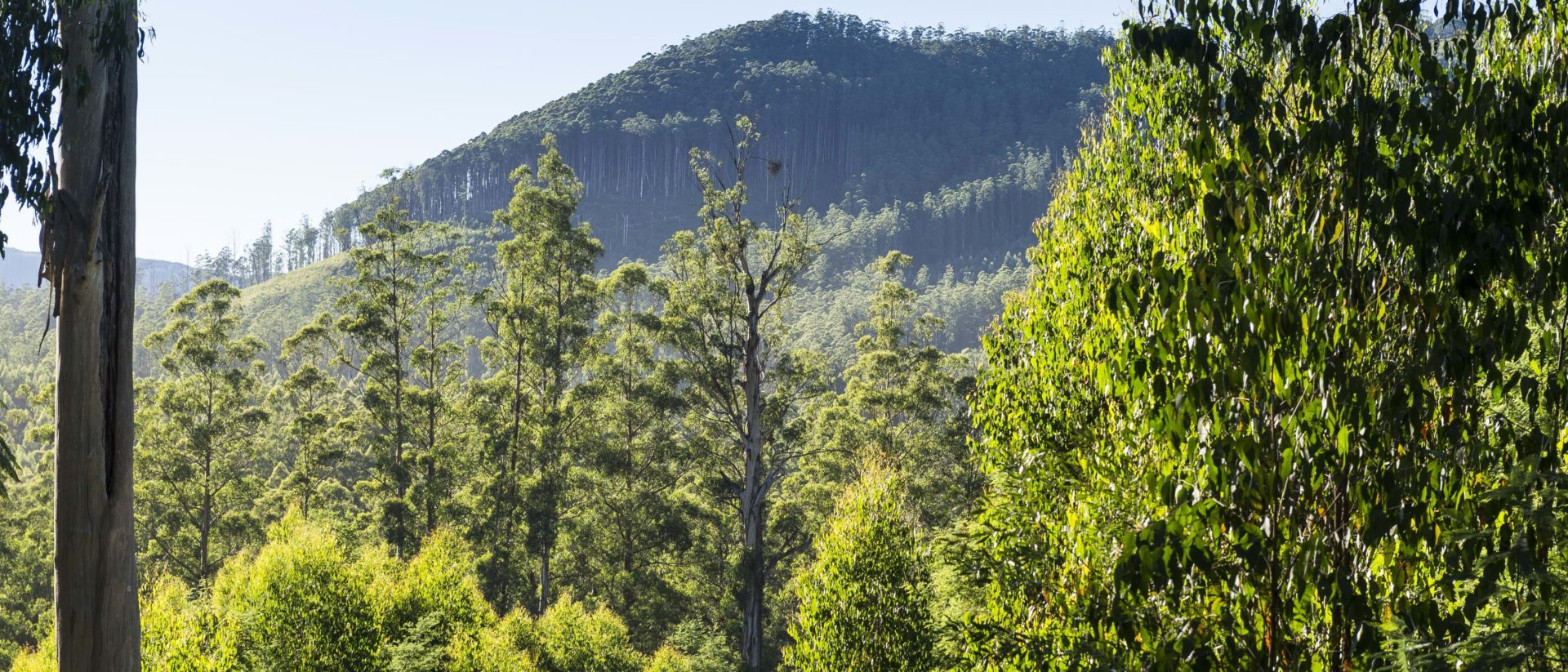 VicForests_regrowing