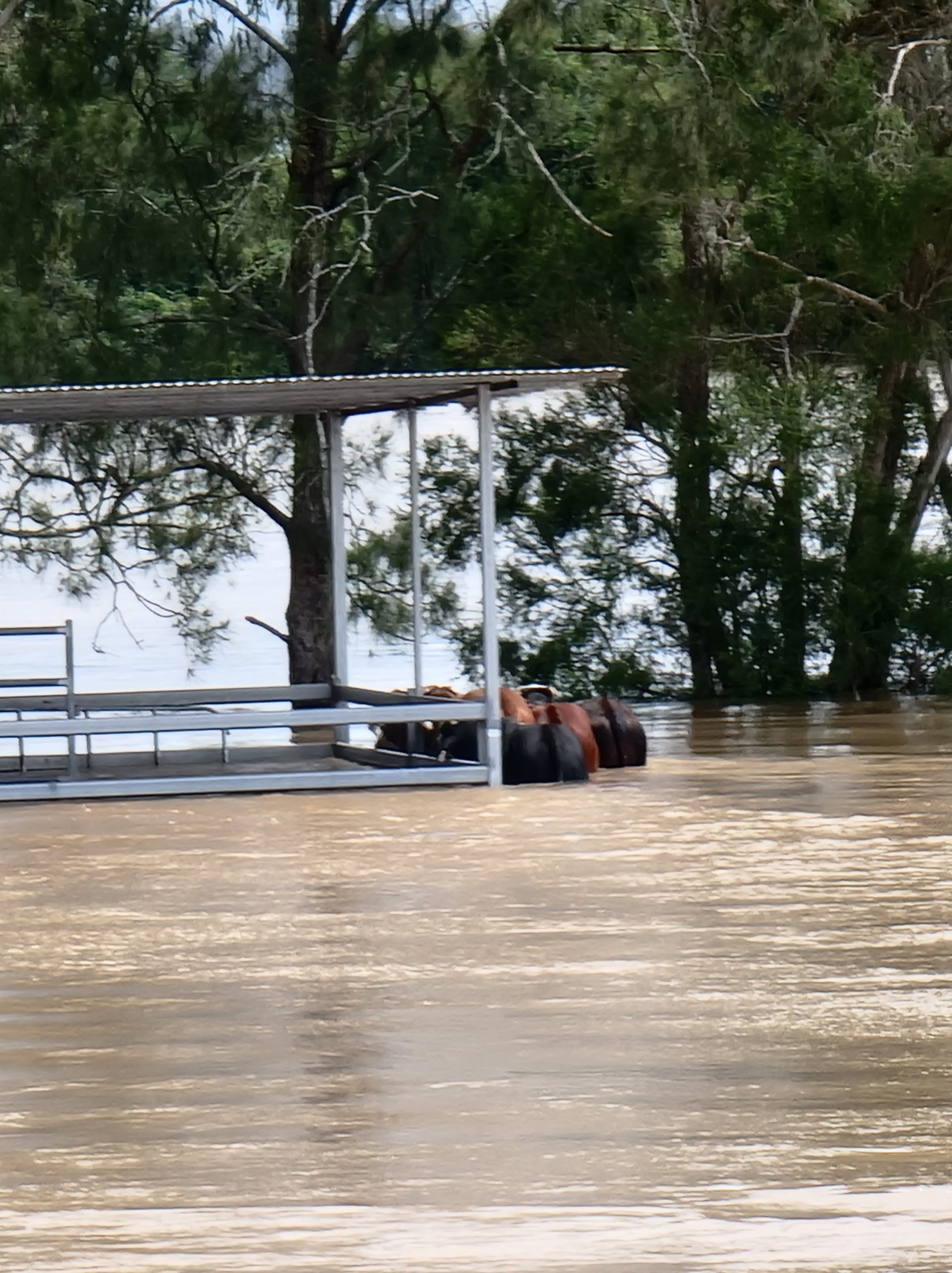 Cows in floodwater