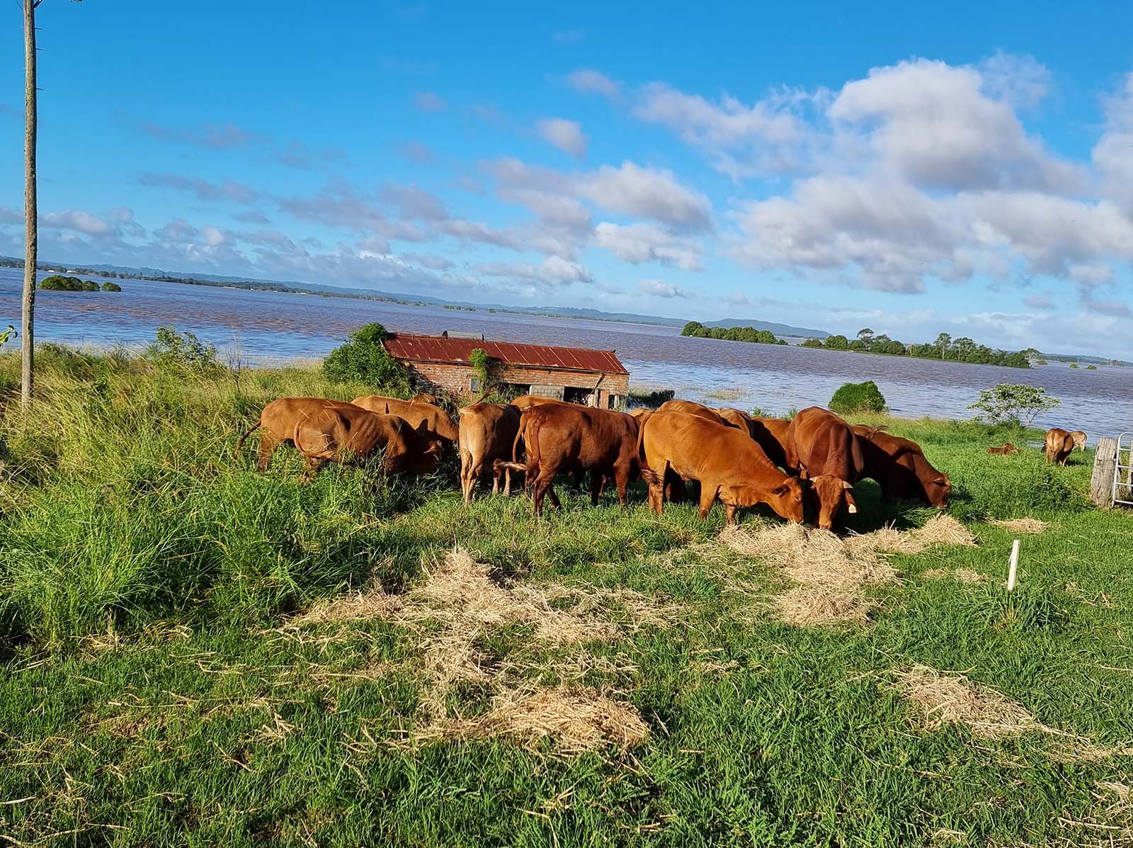Cows in floodwater