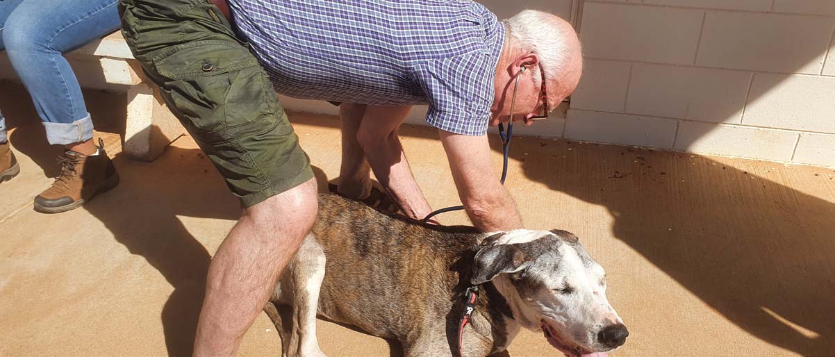 Vet examining dog