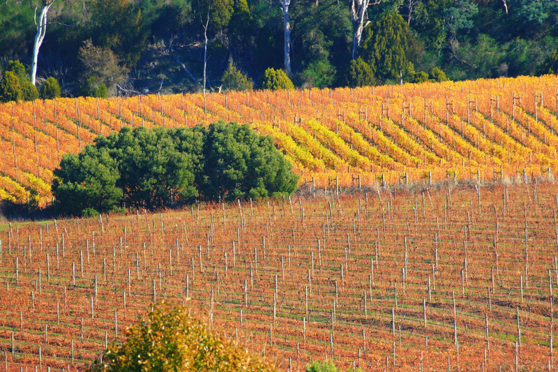 Tamar Valley Vineyard