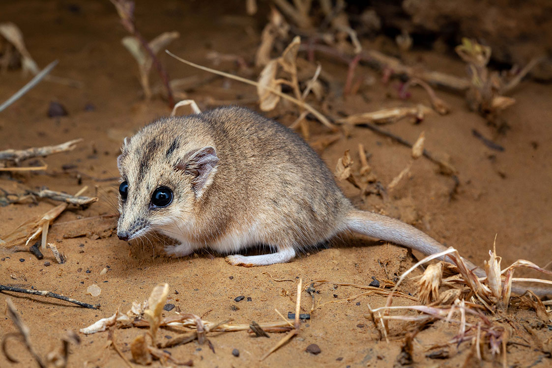 Stripe faced Dunnart
