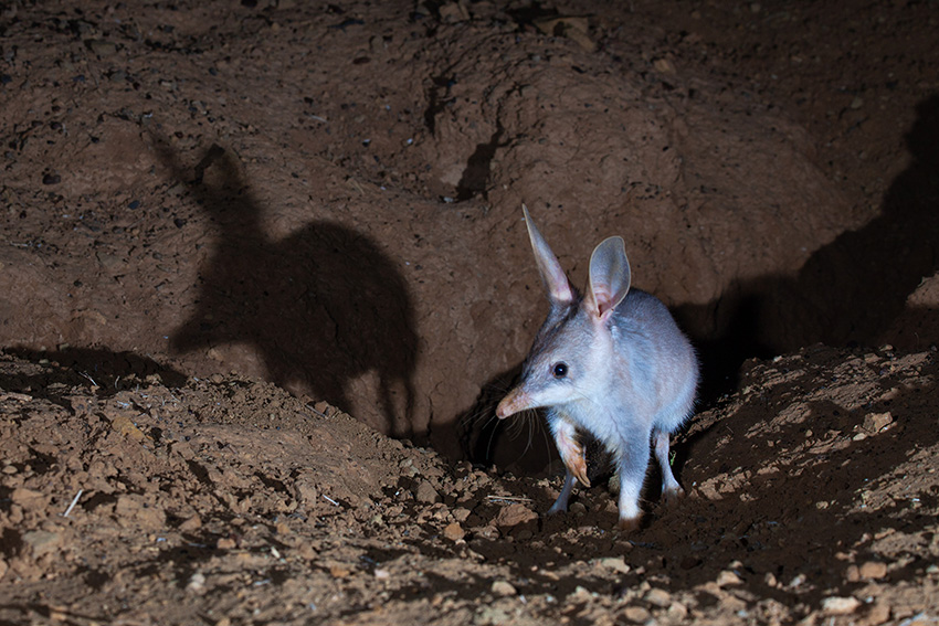 Bilby