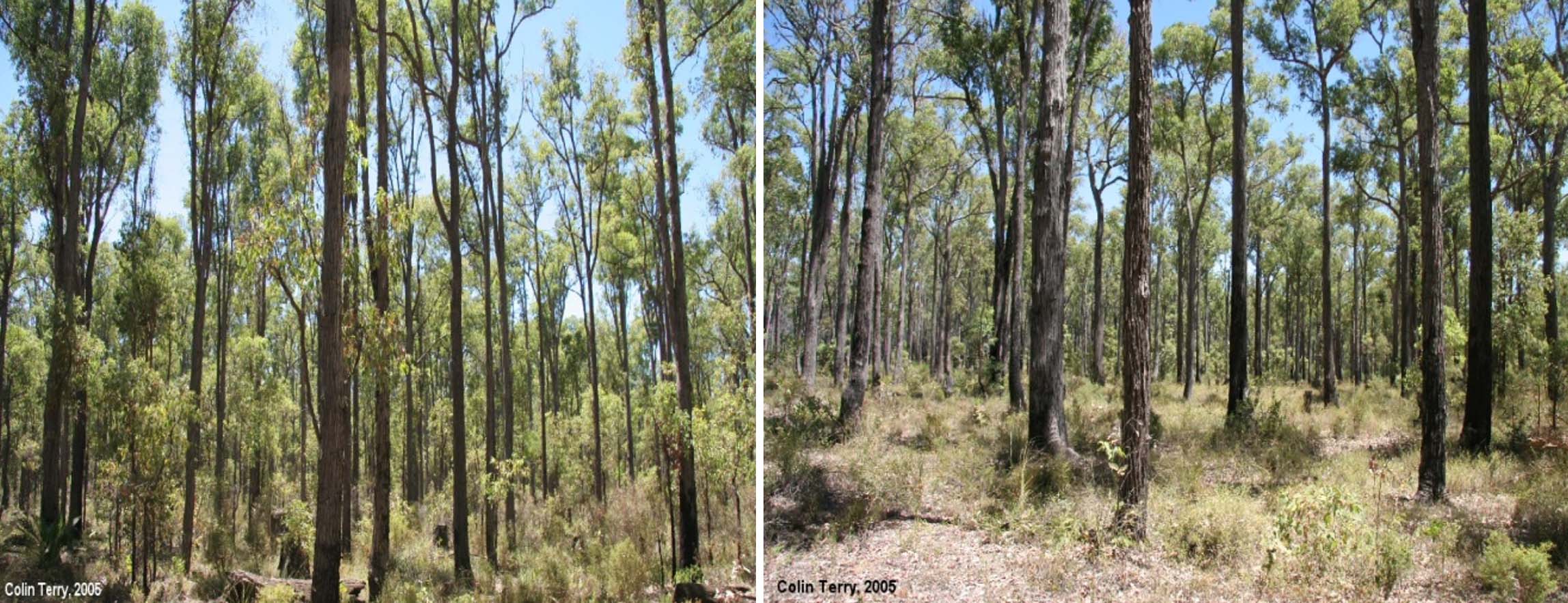 Jarrah forest comparison