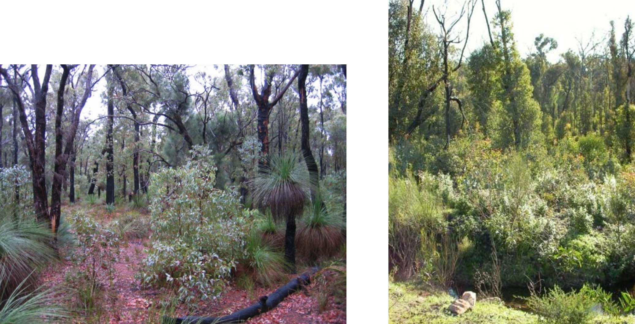 Regeneration comparison