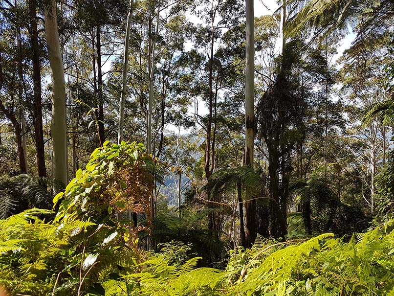 Killabakh NP NPWS Jo Muldoon