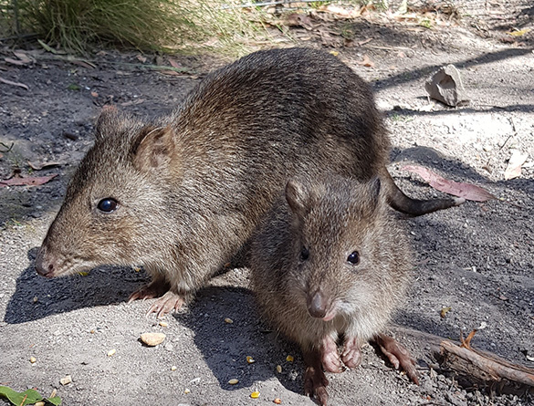 Long Nosed Potoroos