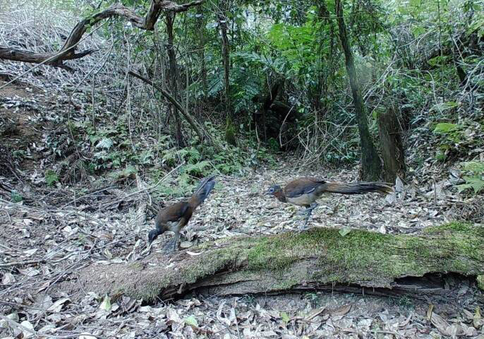 Lyrebirds