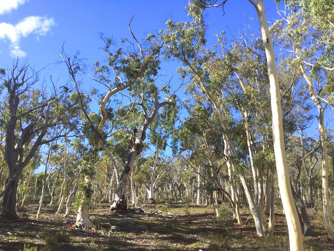 Macanally SCA - Brittle Gum an”¦llows - NPWS Michel Pennay