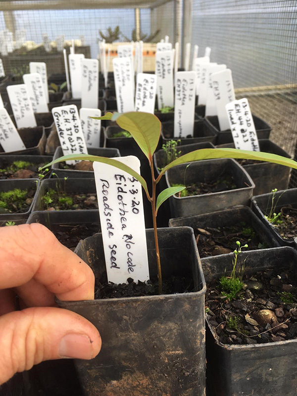 Nightcap Oak seedlings