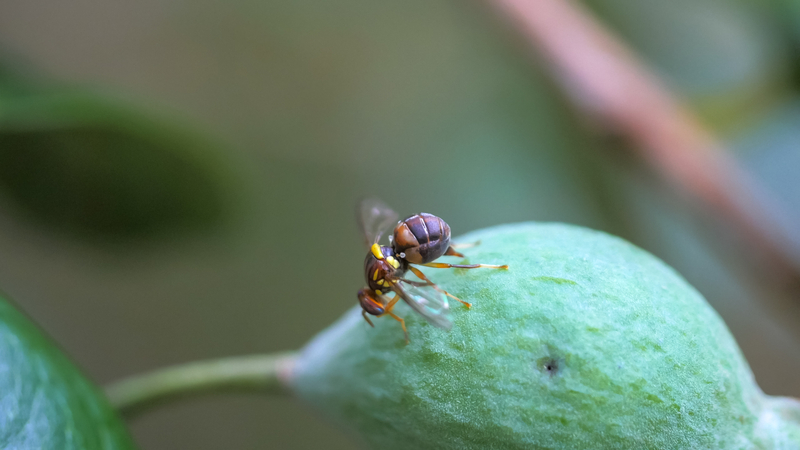 Queensland fruit fly