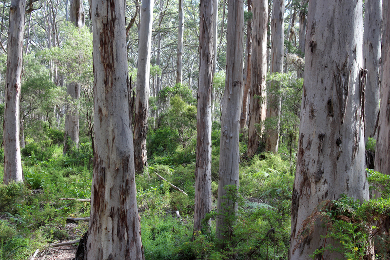 Karri Forest WA