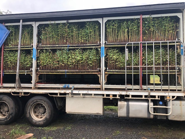 trees in truck