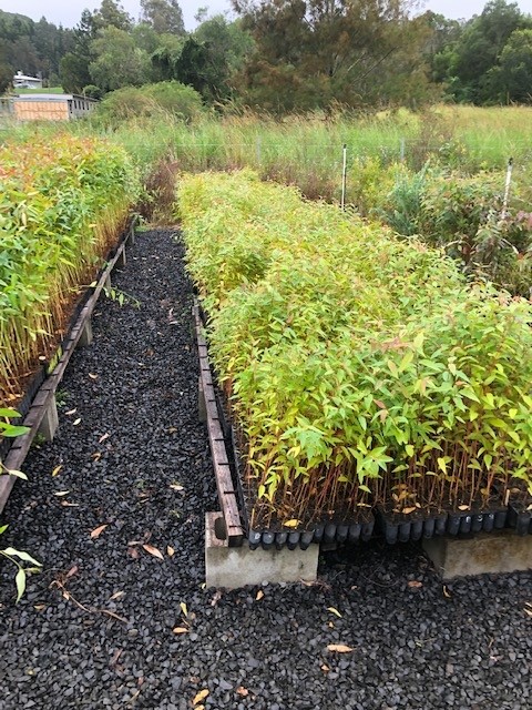 Seedlings at Lismore nursery
