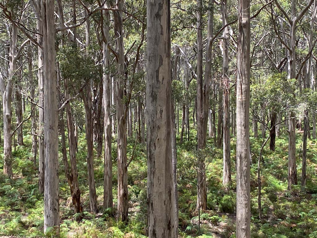 Boranup Forest