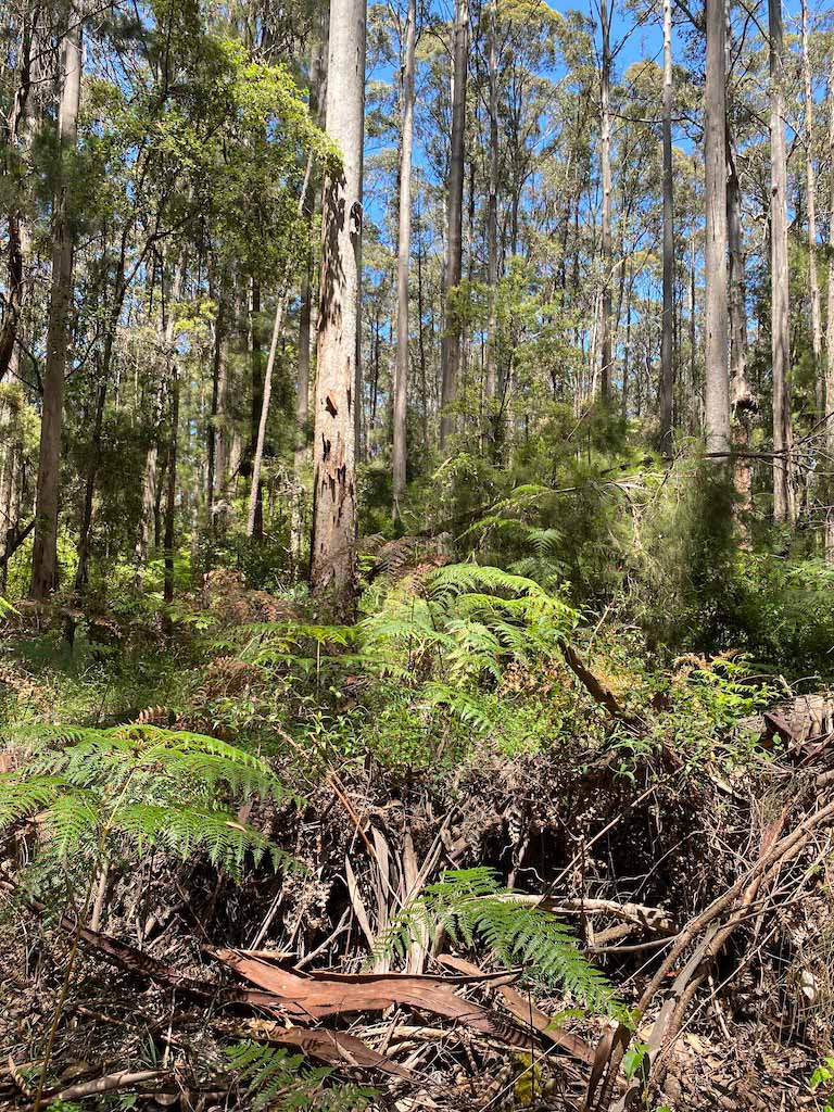 Karri forest