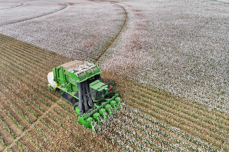 Cotton farming
