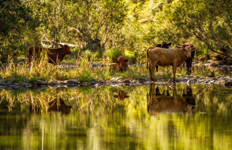 Cattle by a river