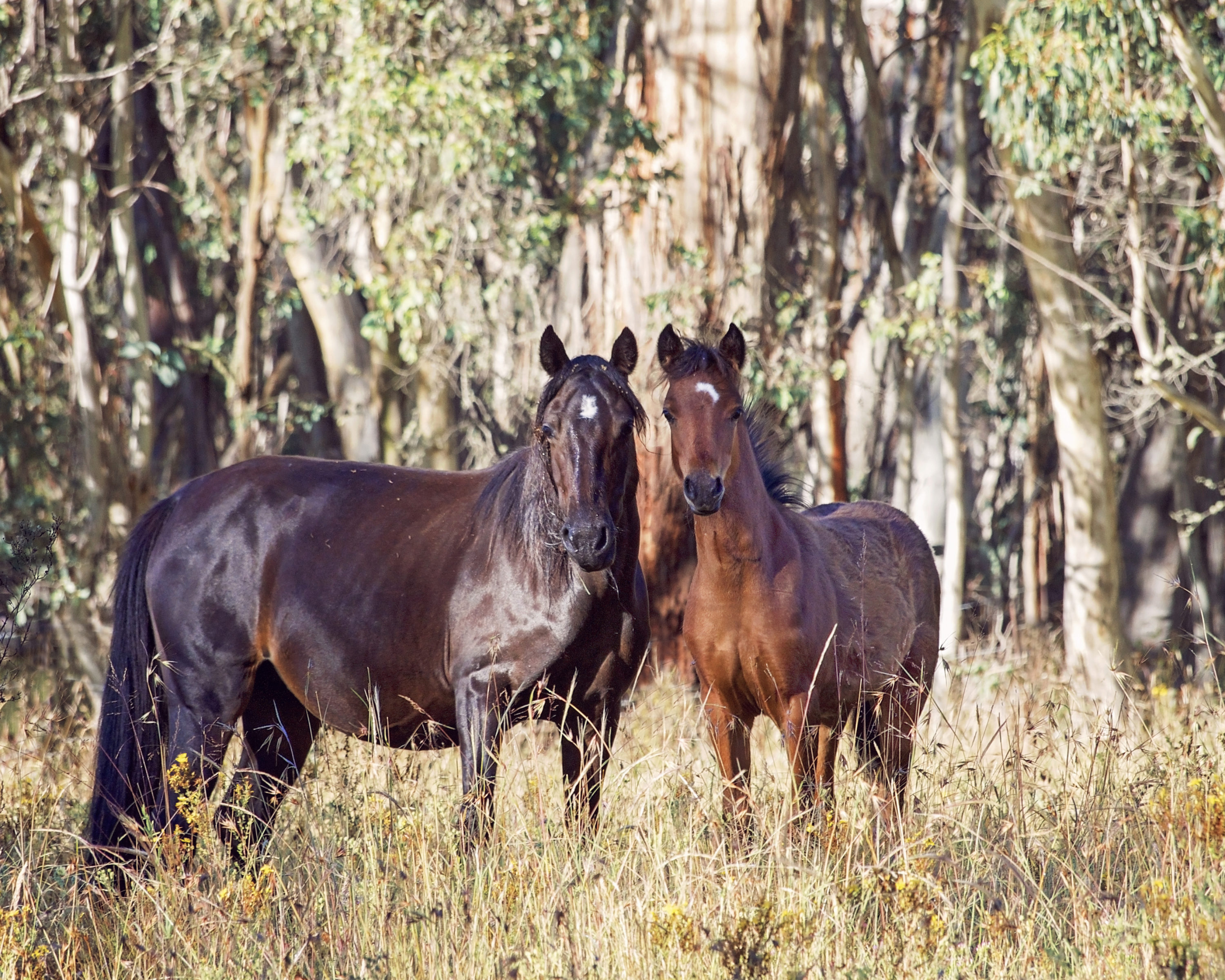 Brumby080622