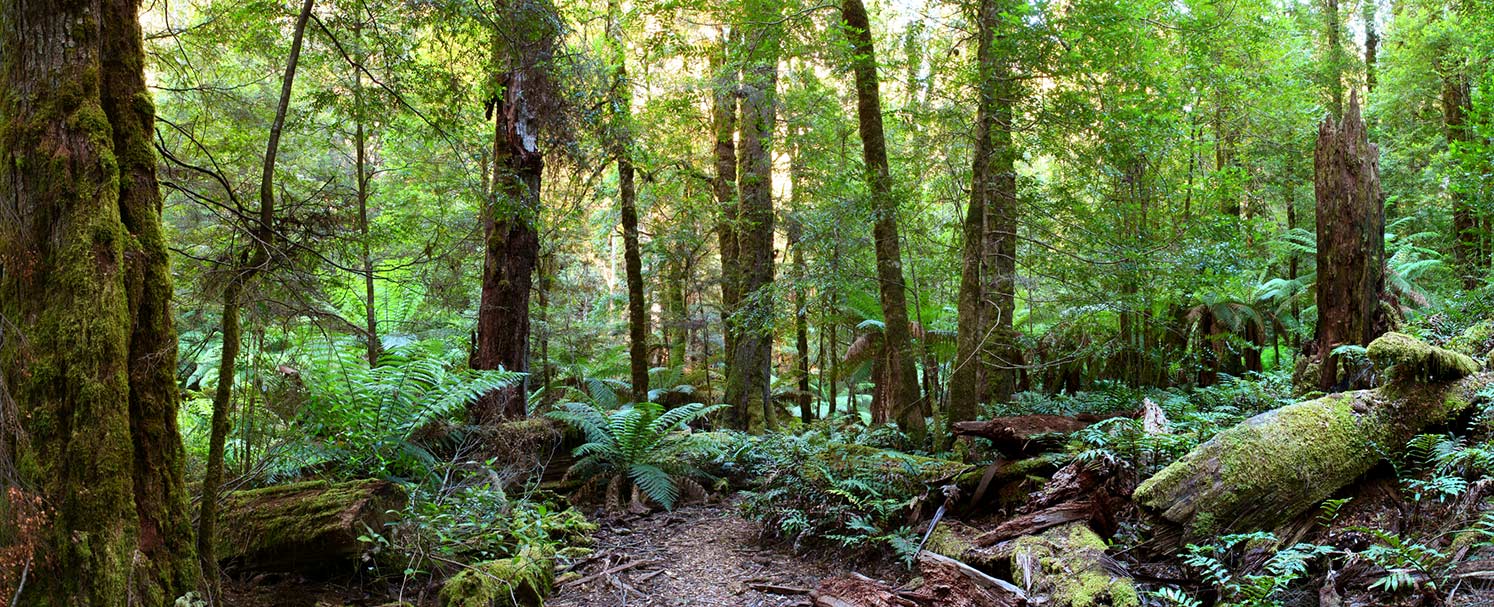 Panorama of a path through an Australian temperate rainforest, with lush treeferns, moss-covered logs, and myrtle beech trees.