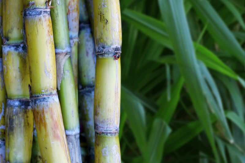sugarcane