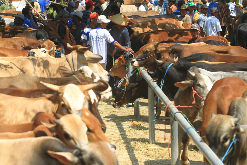 cattle trading in Indonesia