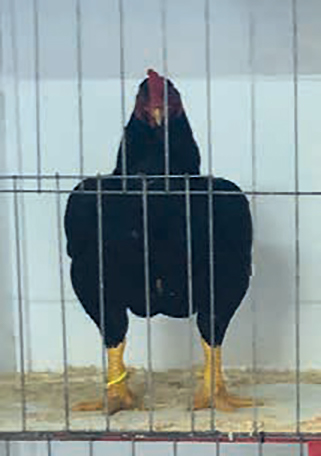 Champ LHF Dark Indian large cockerel - Robyn & Helen Wust.