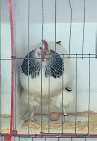 Reserve Champ Light Sussex Bantam - Leanne Doepel.