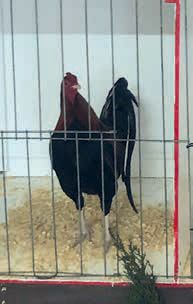 Grand Champ Bantam Old English male cockerel - Terry Politch