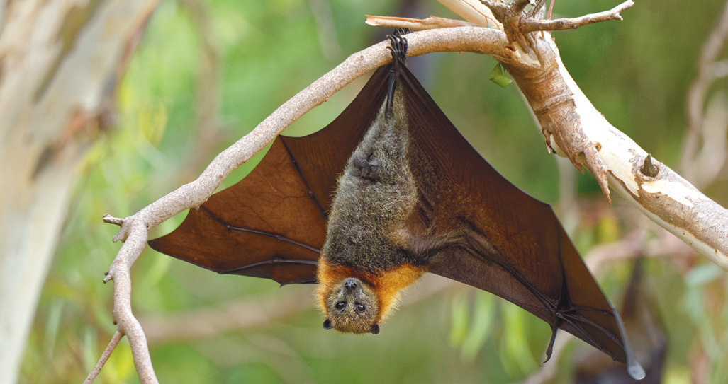 Bat