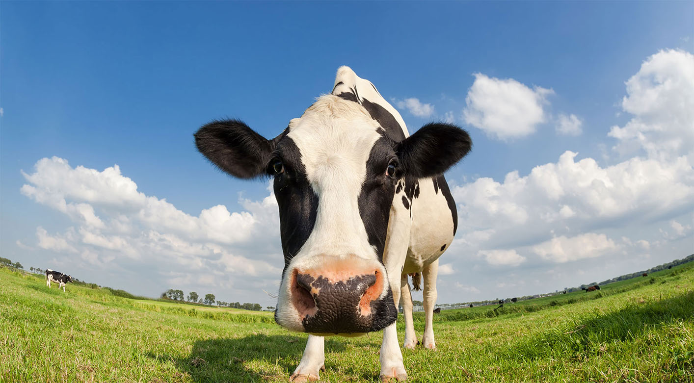 Circular Head Show cow