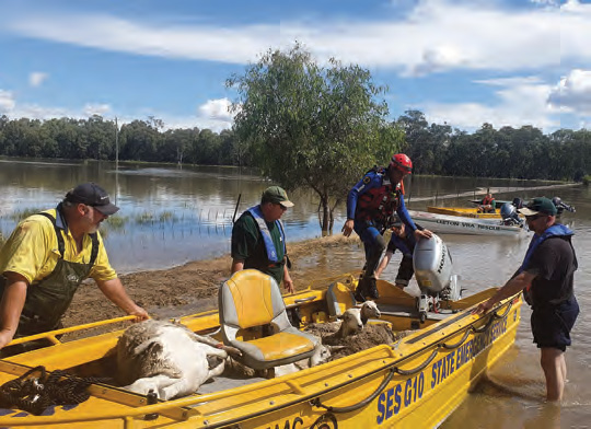 SES sheep rescue