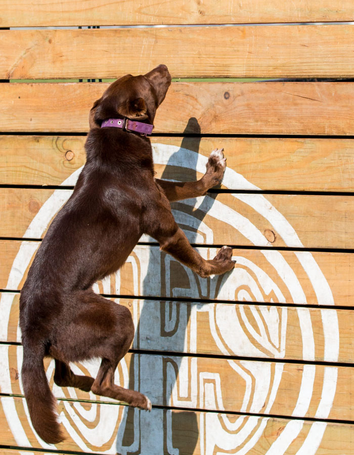 Dog high jump