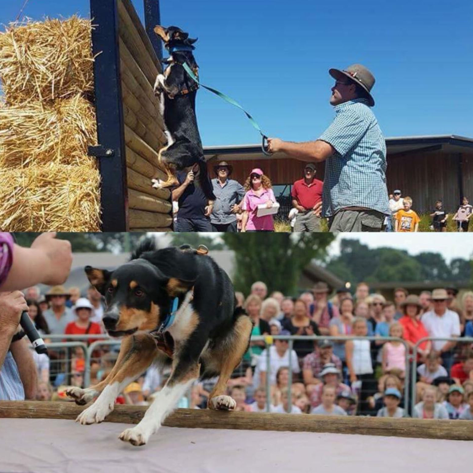 Dog events at Bunyip Show