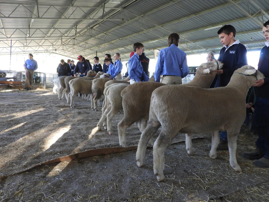 Sheep judging