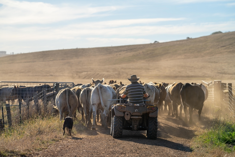 Cattle herding