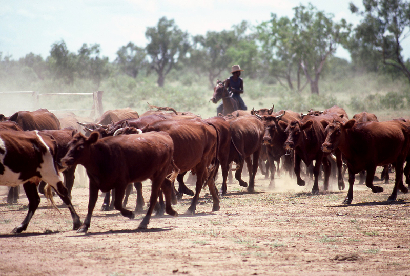 Cattle mustering NT