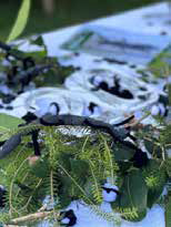 Stick insect
