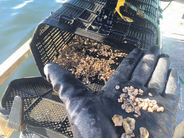 Oyster in August 2022