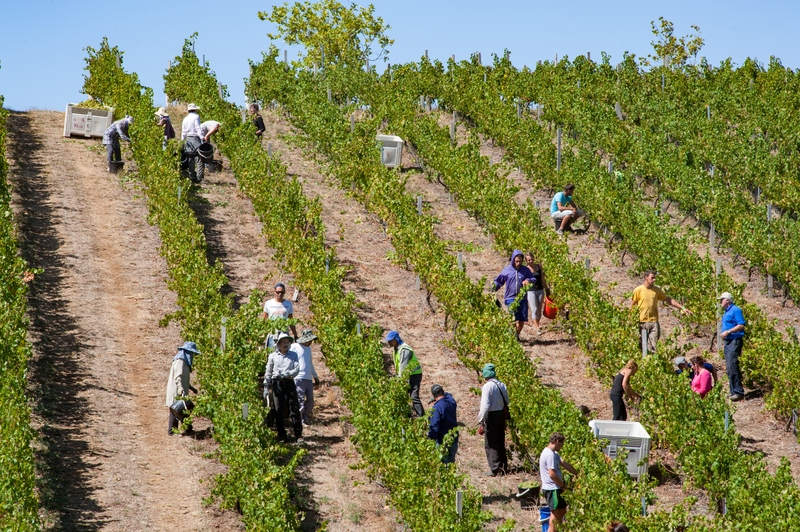 Grape picking