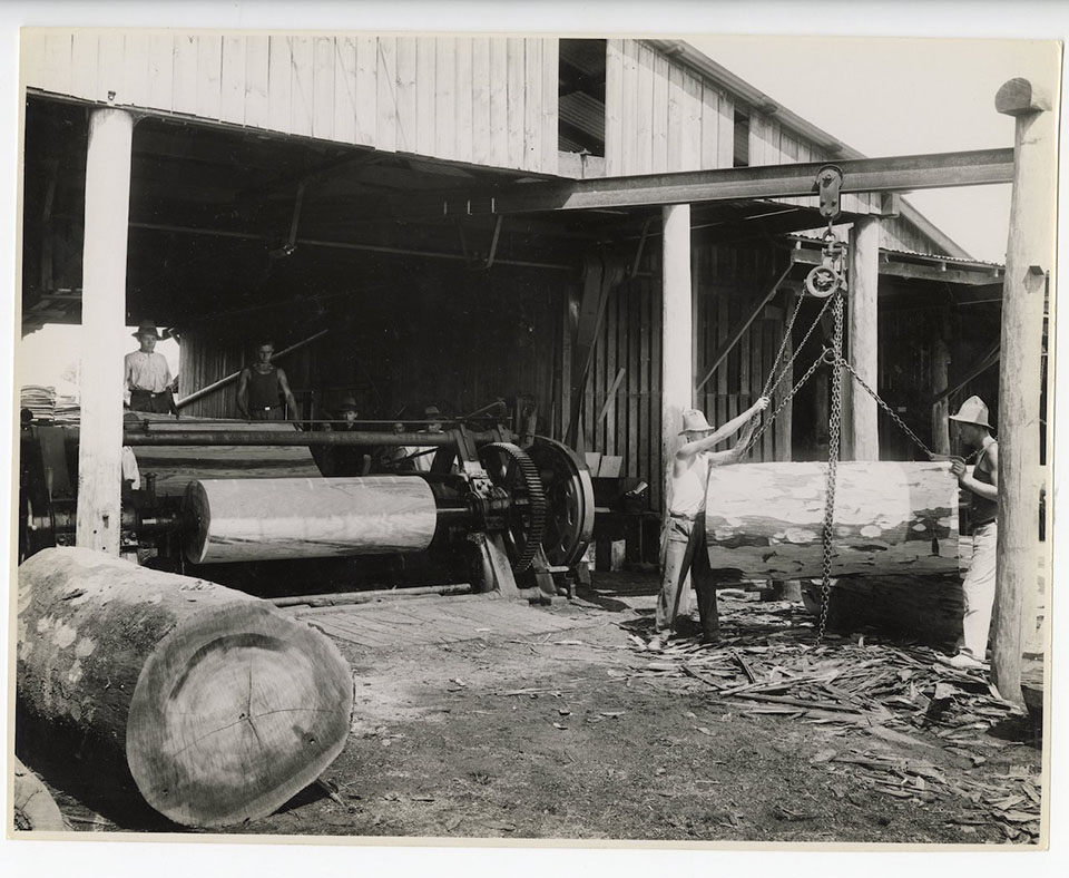 Hoop pine on veneer lathe