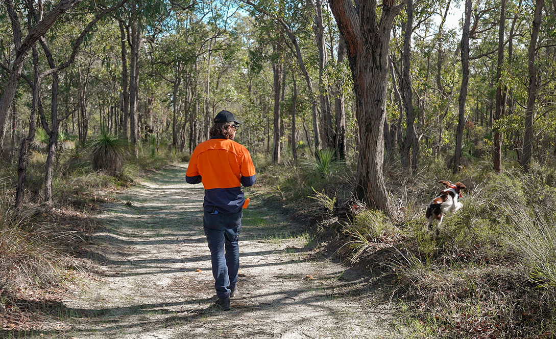 In the forest with Alice
