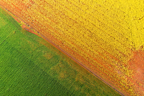 Canola and wheat