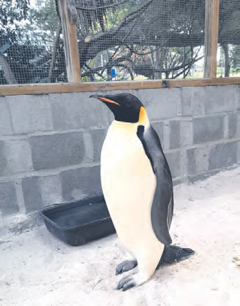 Gus the Emperor Penguin